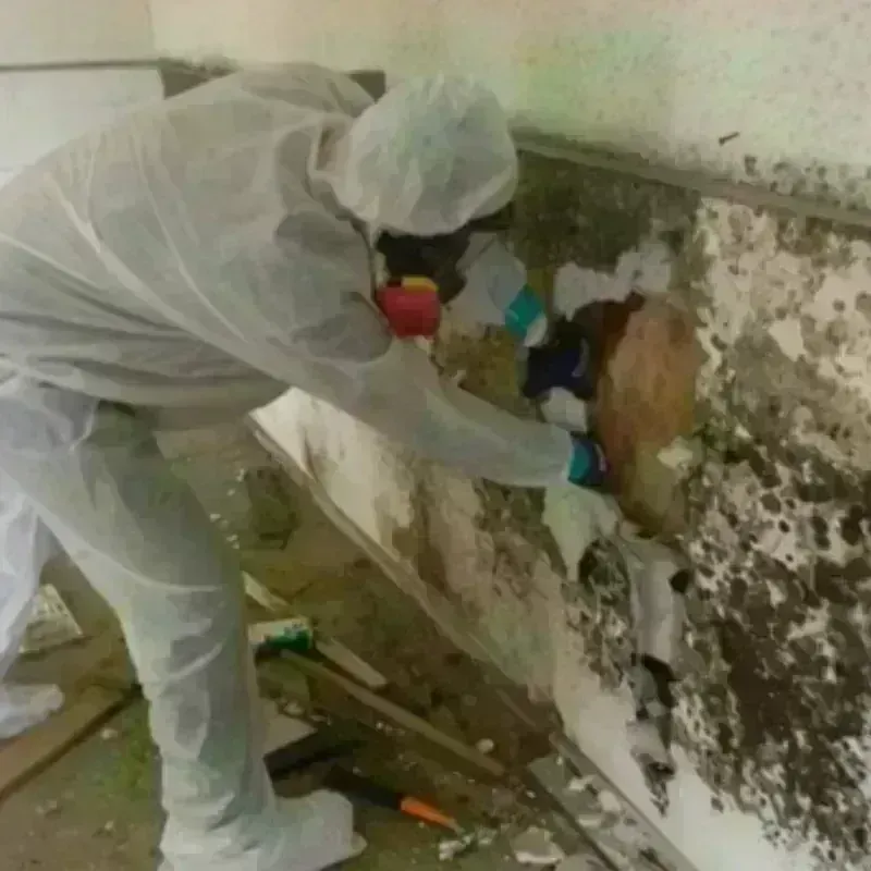 Mold Remediation and Removal in Hampton, AR